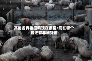其他省有猪瘟吗现在疫情/现在哪个省还有非洲猪瘟