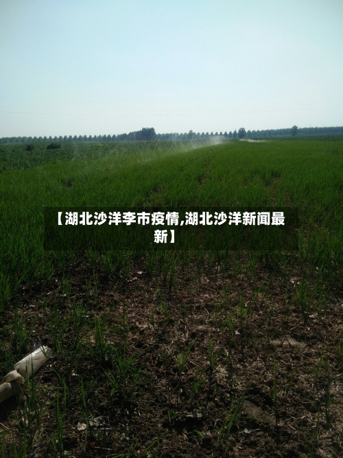 【湖北沙洋李市疫情,湖北沙洋新闻最新】-第1张图片